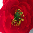 Головка цветка Розы чая диаметра 10cm касания искусственного Faux Silk реальная